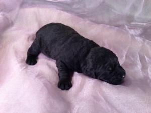 Male Giant Schnoodle Puppy for sale #6 DOB 5-20-13 Shipping only $150 to New Jersey, Pennsylvania, Florida, North Carolina, Washington DC, Rhode Island, Maryland, Massachusetts and Many More!
